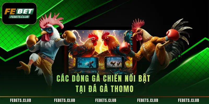 Các dòng gà chiến nổi bật tại đá gà Thomo