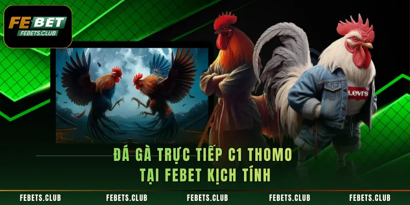 Đá gà trực tiếp C1 Thomo tại FEBET kịch tính