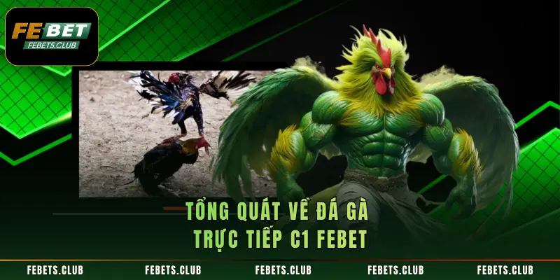 Tổng quát về đá gà trực tiếp C1 FEBET